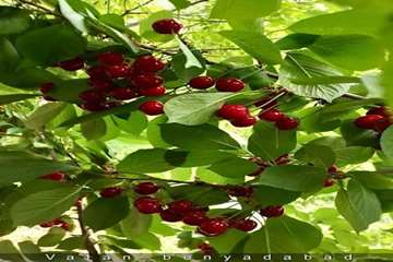 images (1)
